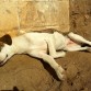 9 meses